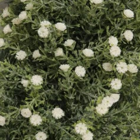 Homeware - Wild Gypsophila Sprig - Ivory - 60005675
