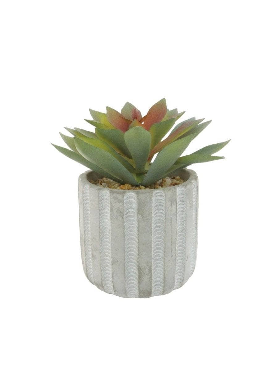 Homeware - Panda Plant Succulent Arrangement - Orange & Green - 60005730