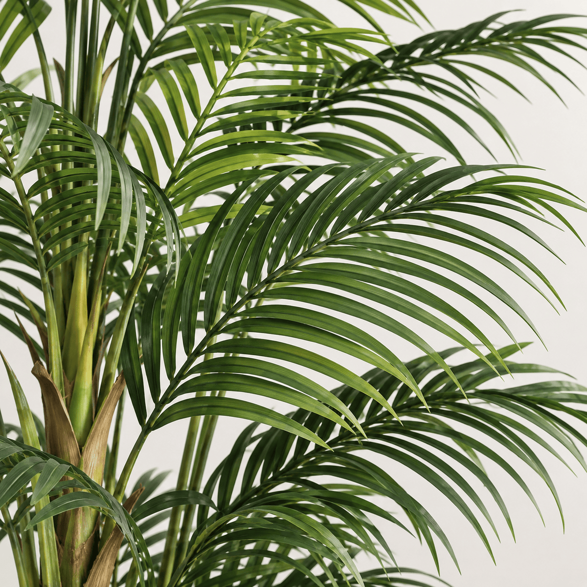 Homeware - Artificial Palm Tree - 220cm - 60487465