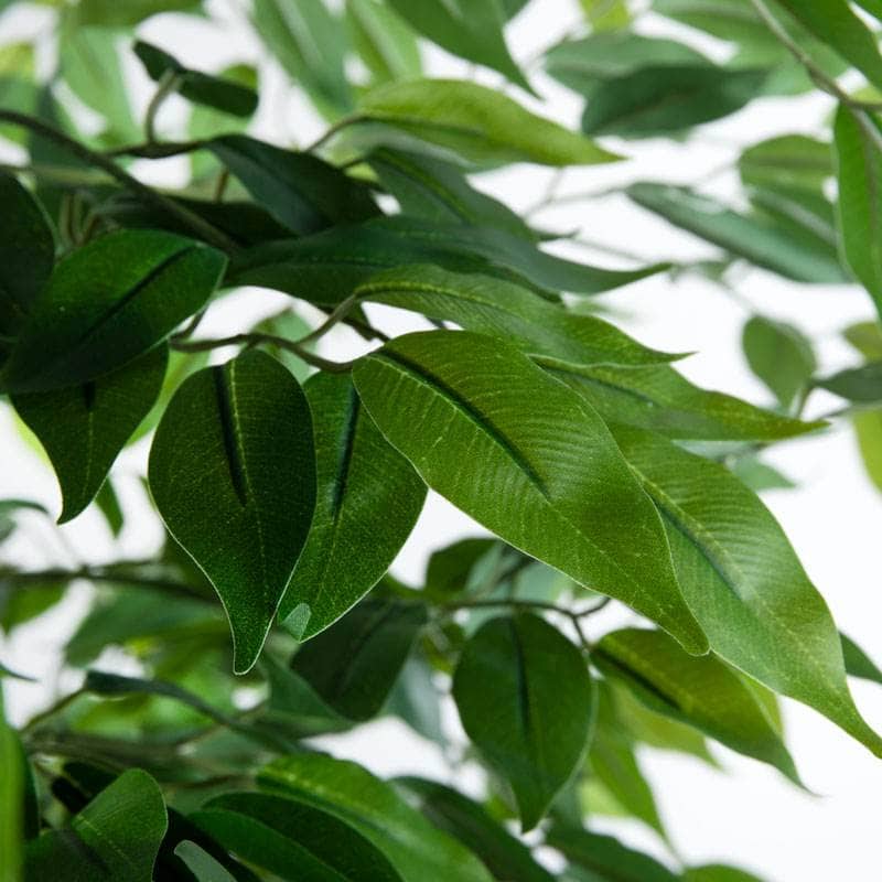 Homeware - Artificial Ficus Tree - 210cm - 60010229