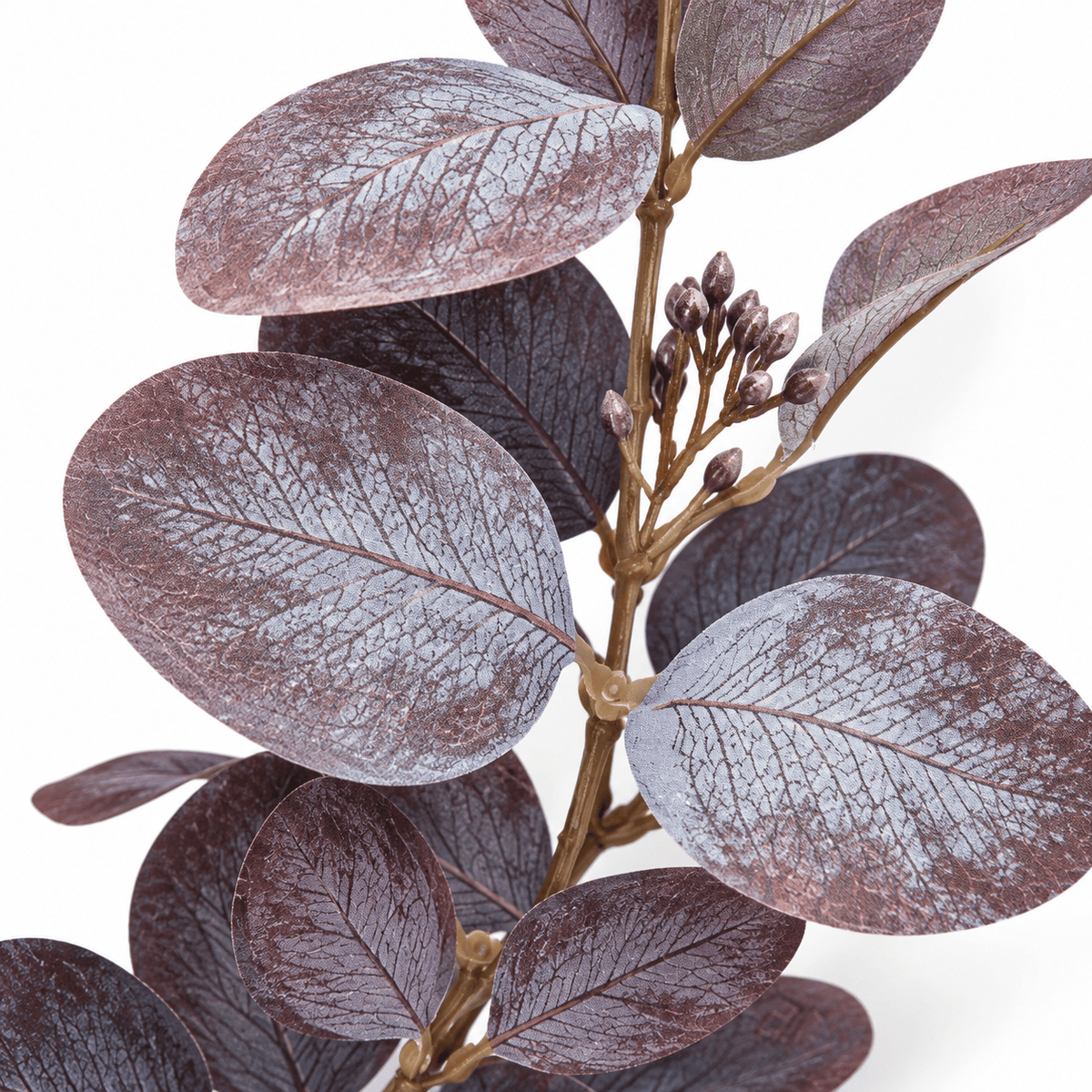 Purple Seeding Eucalyptus - 75cm