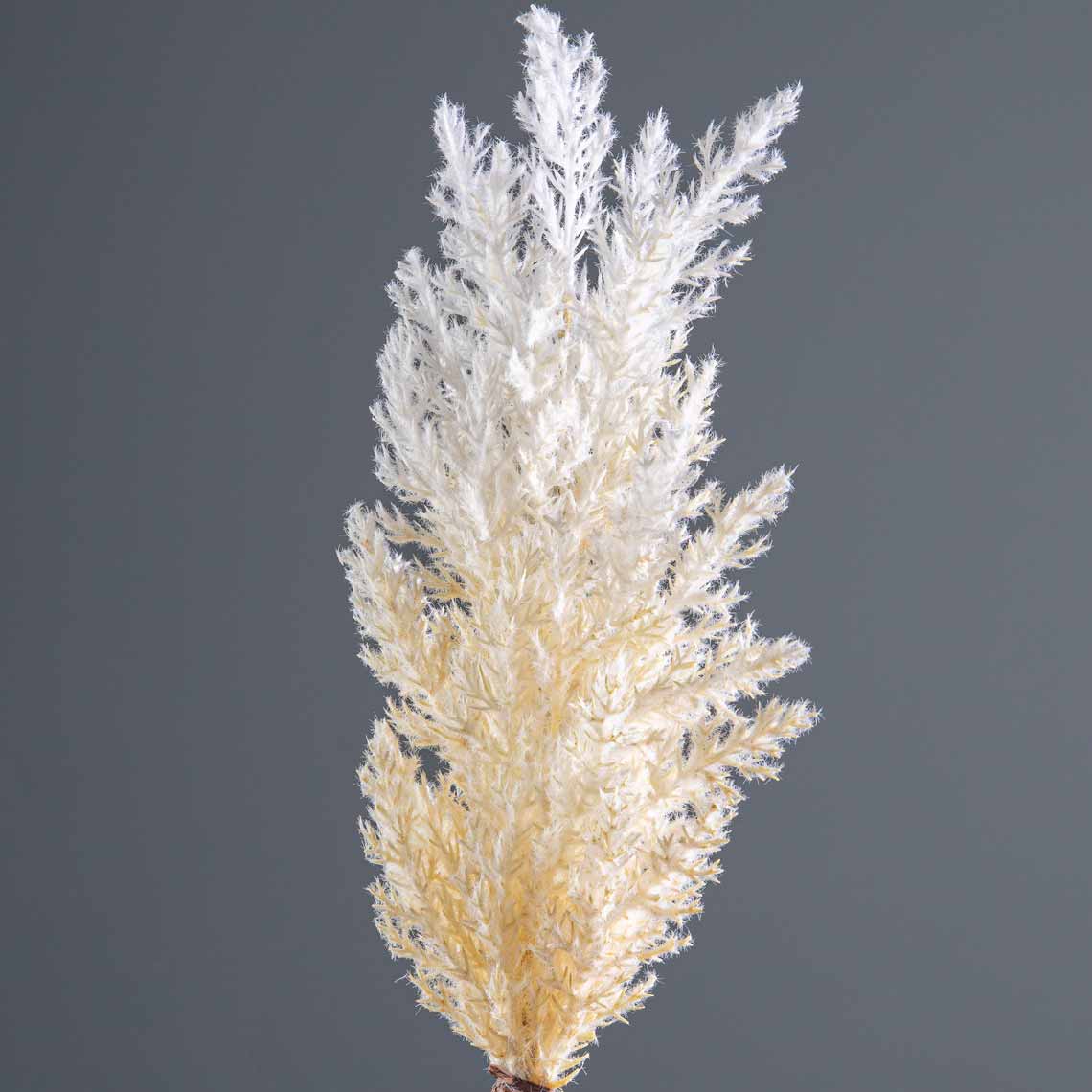 Gardening - Cream Pampas Grass Stem 90cm - 60002612