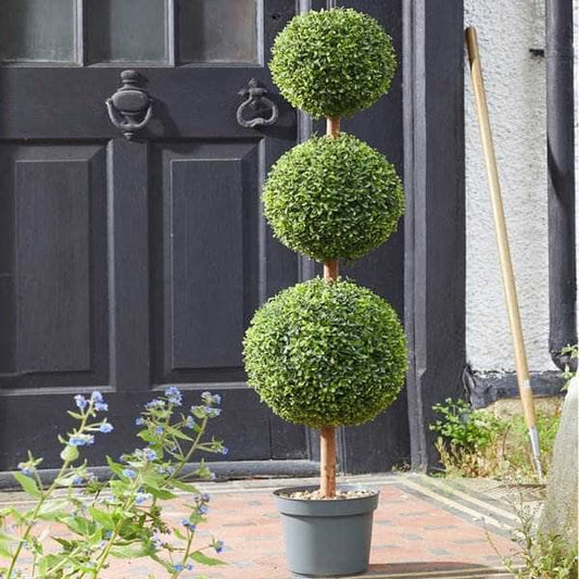 Gardening  -  Trio Topiary Tree - 120cm  -  60010112