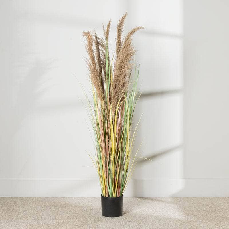 Homeware - Artificial Colourful Eremurus Grass With Plastic Pot - 152cm  -  60008438