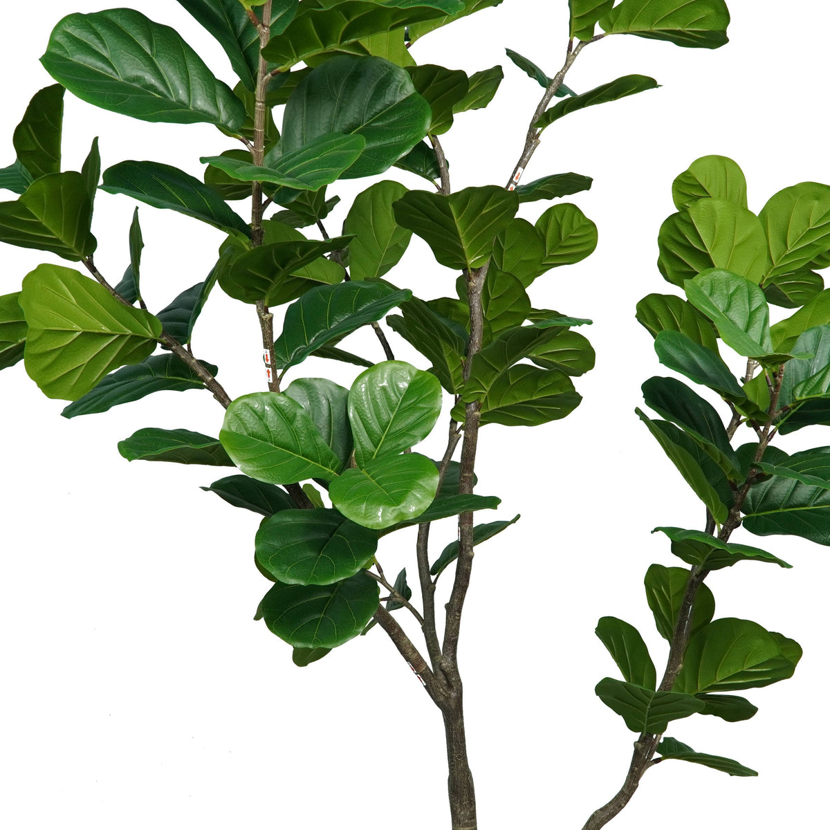 Homeware  -  Artificial Ficus Tree - 1.85m  -  60487460