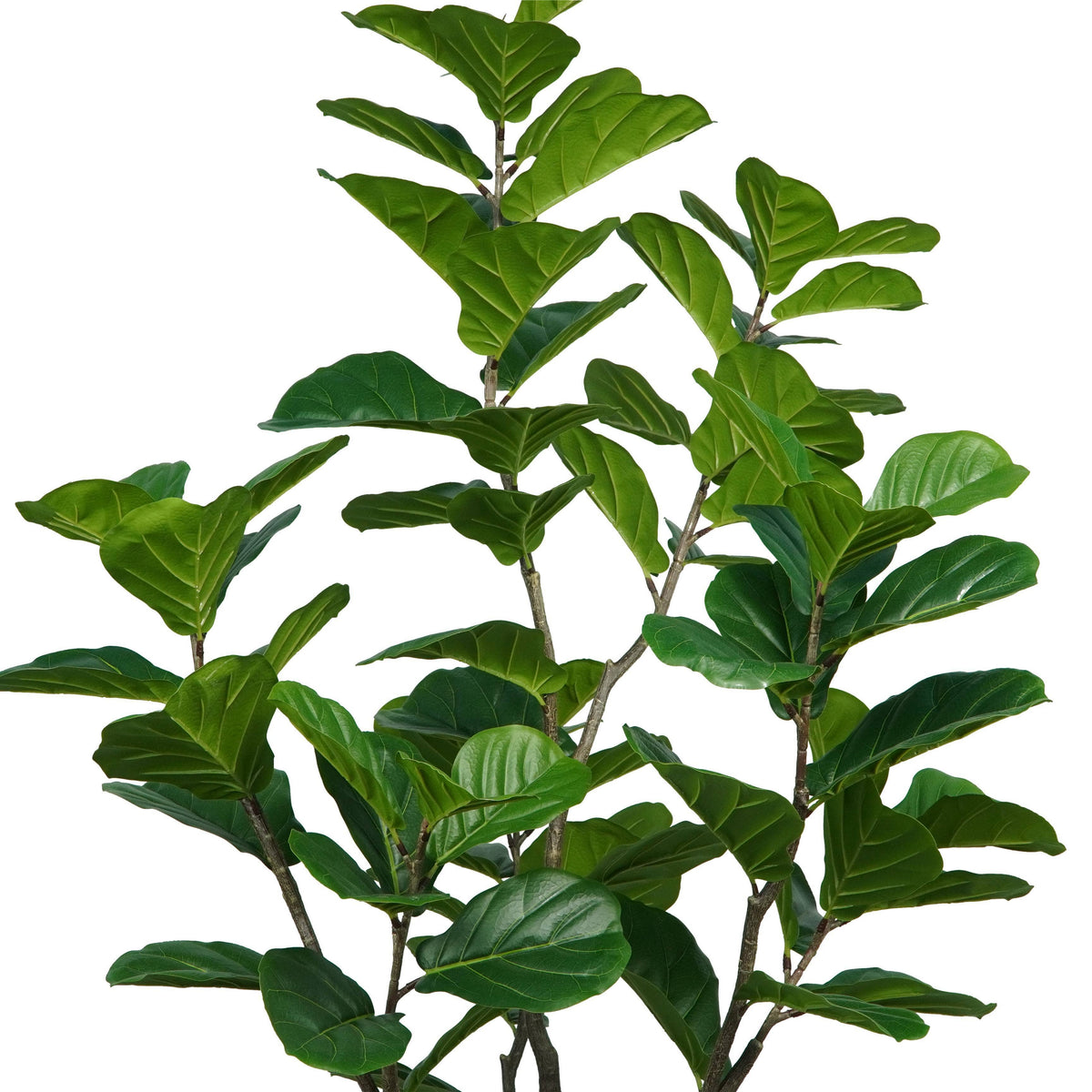 Homeware  -  Artificial Ficus Tree - 2.25m  -  60487461