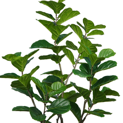 Homeware  -  Artificial Ficus Tree - 2.25m  -  60487461