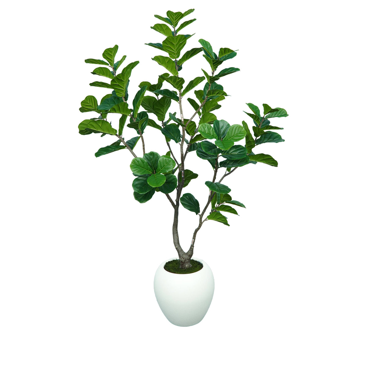 Homeware  -  Artificial Ficus Tree - 2.25m  -  60487461