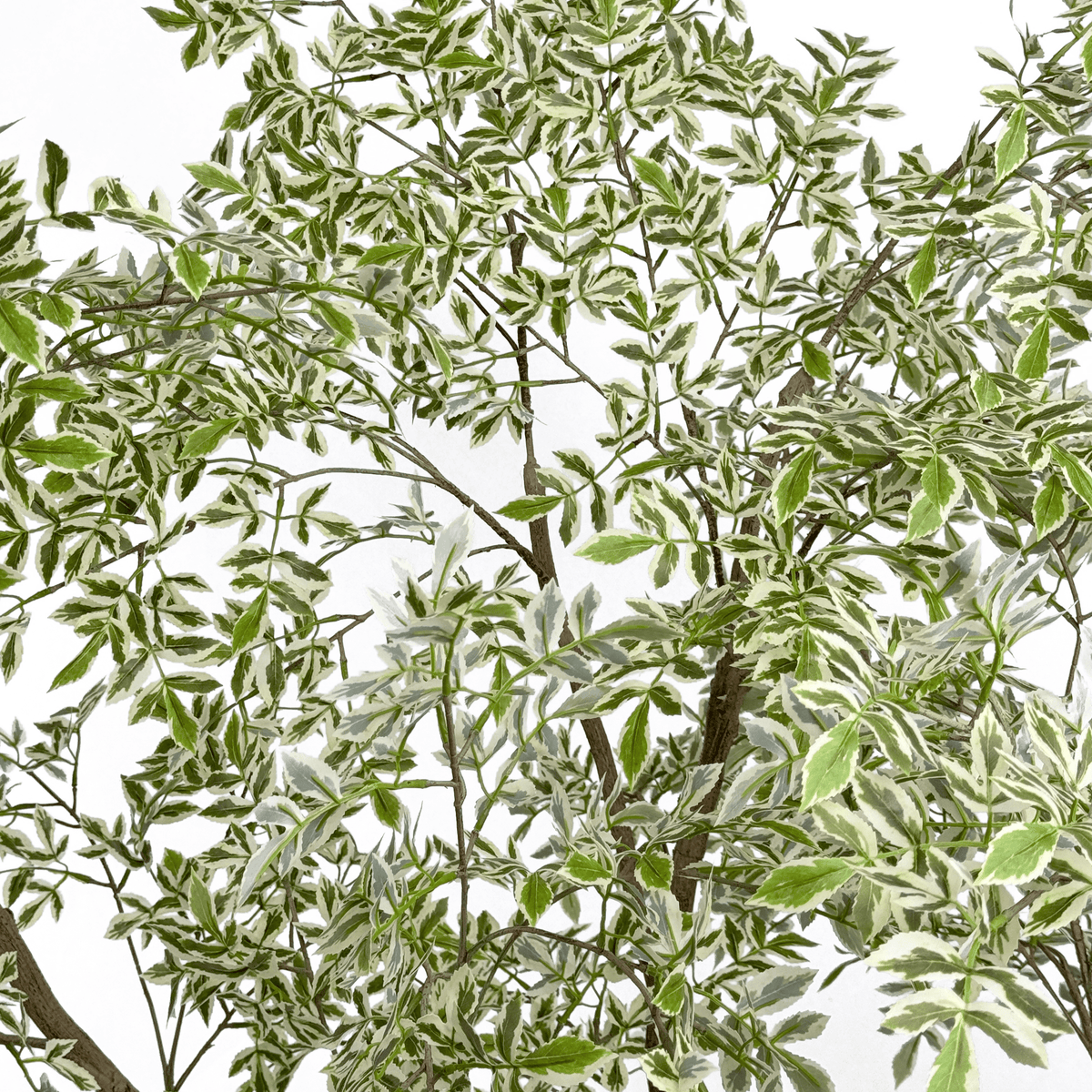 Homeware  -  Artificial Mini Leaves Ficus Tree - 210cm  -  60487466