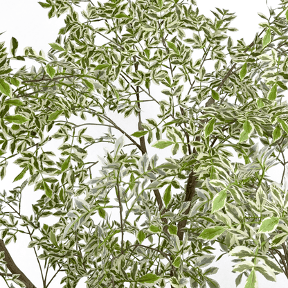 Homeware  -  Artificial Mini Leaves Ficus Tree - 210cm  -  60487466