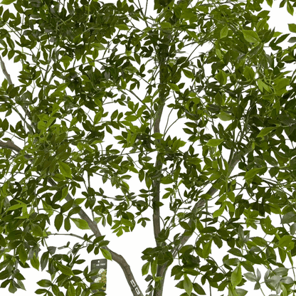 Homeware  -  Artificial Mini Leaves Ficus Tree - 240cm  -  60487463