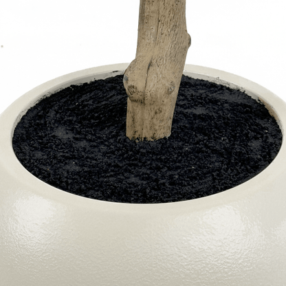 Homeware  -  Artificial Mini Leaves Ficus Tree - 240cm  -  60487463