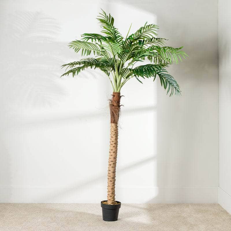 Homeware  -  Artificial Palm Tree - 210cm  -  60008091