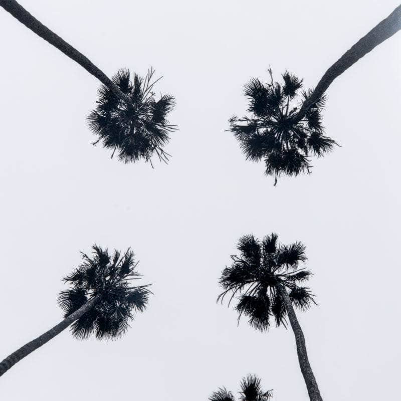 Pictures  -  Black Palm Tree Framed Picture With Film Cover  -  60008253