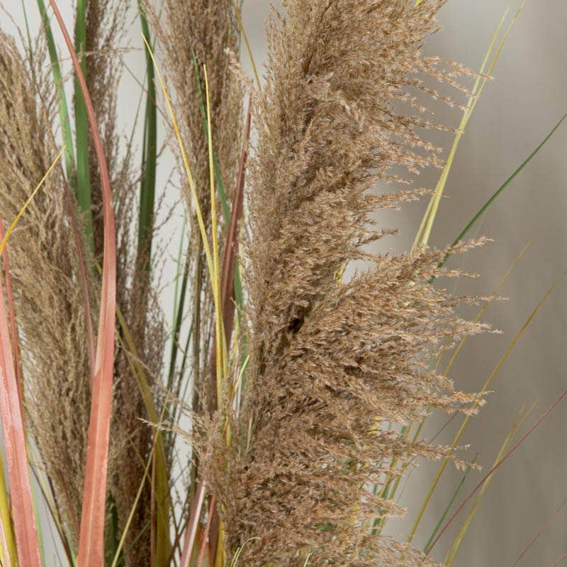 Homeware  -  Colourful Artificial Eremurus Grass With Plastic Pot - 122cm  -  60008437