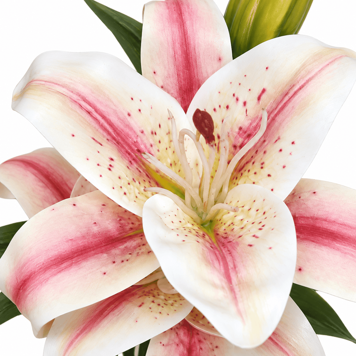 Homeware  -  Cream & Pink Stargazer Lily Spray - 64cm  -  60487327