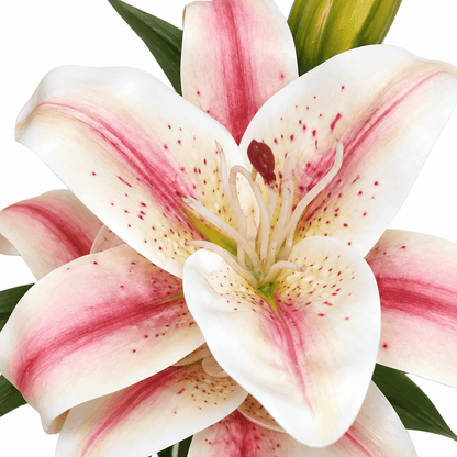Homeware  -  Cream & Pink Stargazer Lily Spray - 64cm  -  60487327