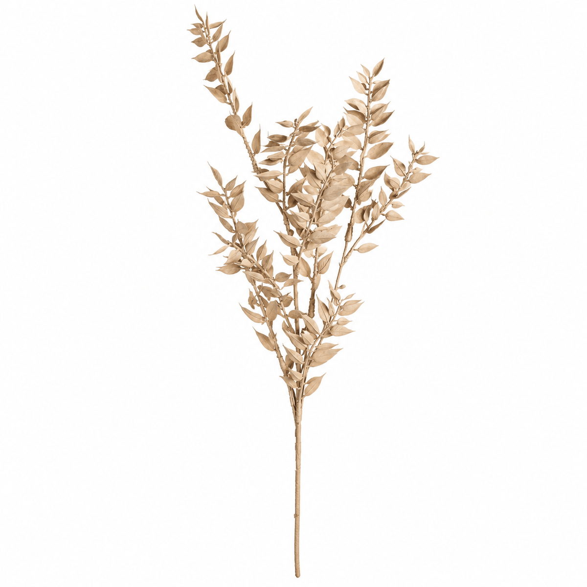 Homeware  -  Cream Ruscus Spray - 70cm  -  60487333