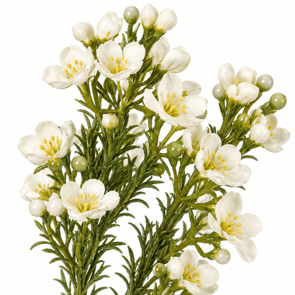 Homeware  -  Cream Wax Flower Spray - 66cm  -  60487335