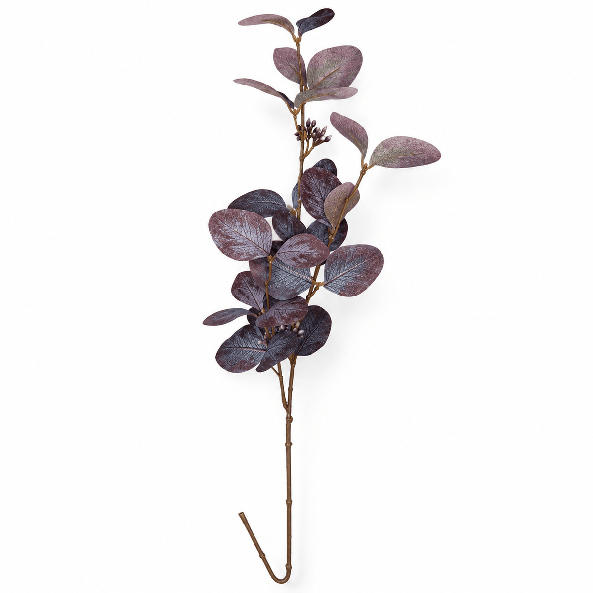 Purple Seeding Eucalyptus - 75cm
