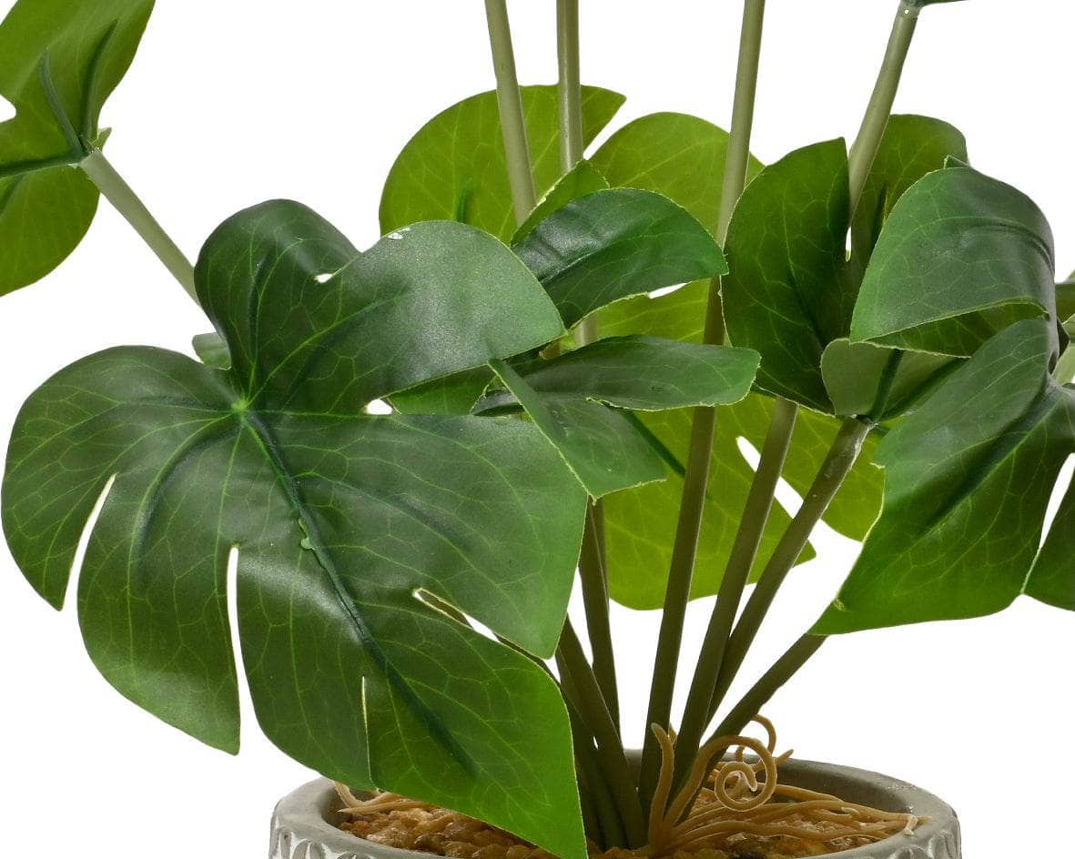 Gardening  -  Scindapsus Monstera Plant In Pot - Green  -  60009632