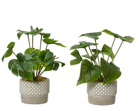 Gardening  -  Scindapsus Monstera Plant In Ceramic Pot - Green  -  60009632