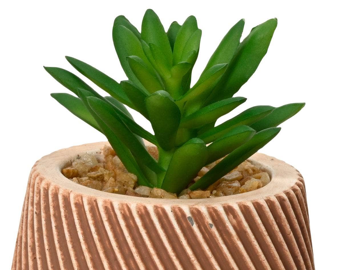Gardening -  Succulent In Pot - Assorted  -  60009634