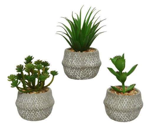 Gardening  -  Succulent In Pot - Assorted  -  60009630