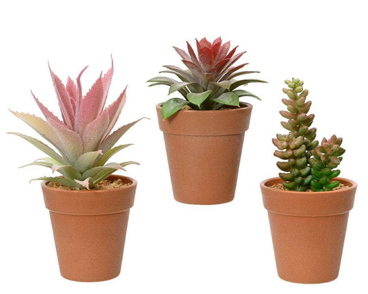 Gardening  -  Green & Pink Succulent In Pot - Assorted  -  60009631
