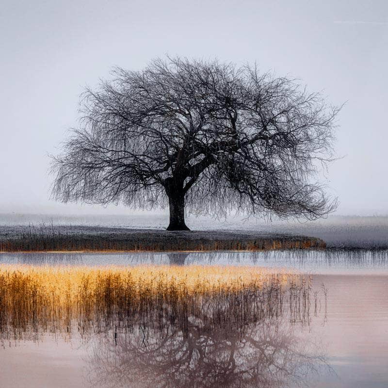 Pictures  -  Tree Framed Picture  -  60008259