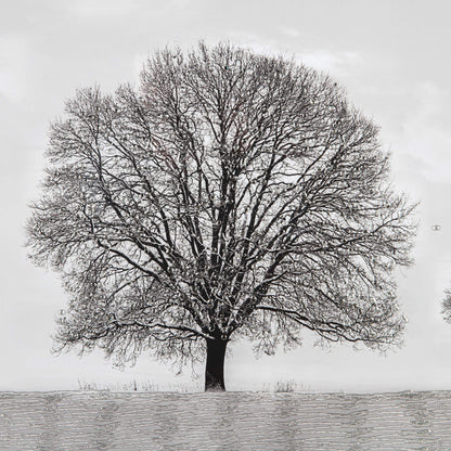 Pictures  -  Winter Tree Picture  -  50145324