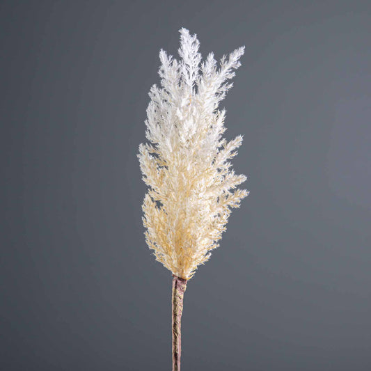 Gardening  -  Cream Pampas Grass Stem 90cm  -  60002612