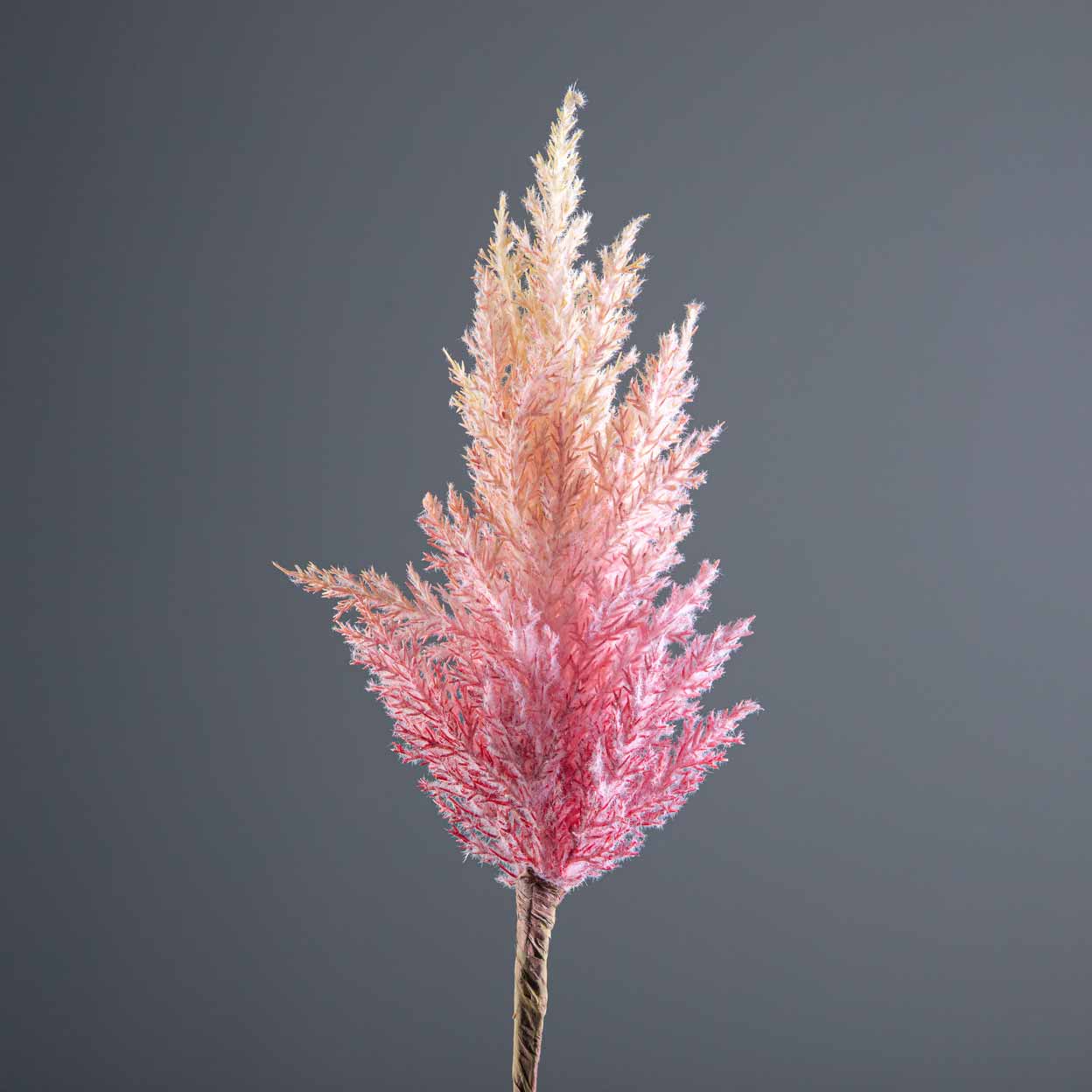 Gardening  -  Pink Pampas Grass Stem 90cm  -  60002614