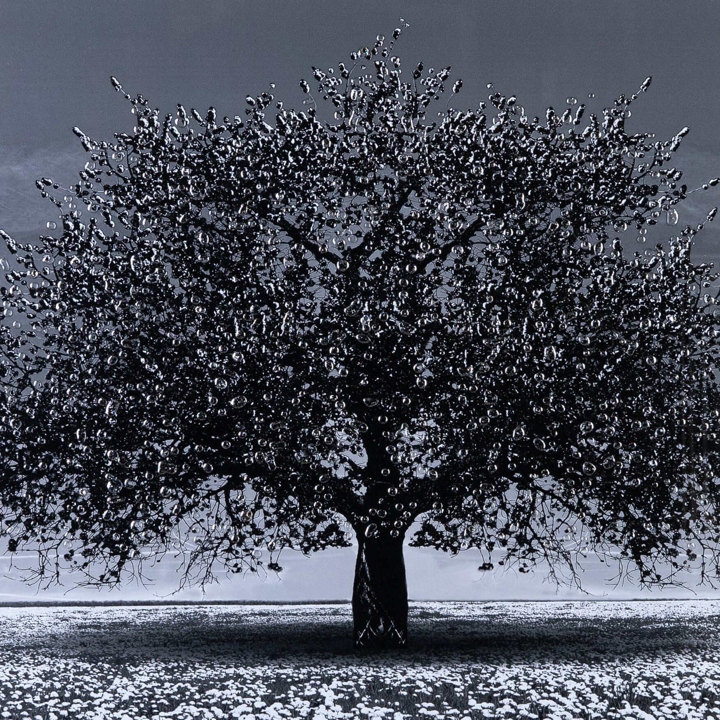 Pictures  -  Cherry Tree Matt Black Framed Picture  -  60003246