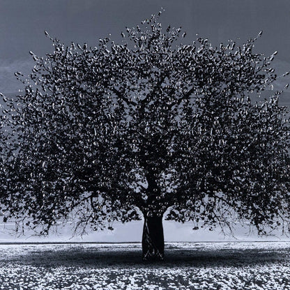 Pictures  -  Cherry Tree Matt Black Framed Picture  -  60003246