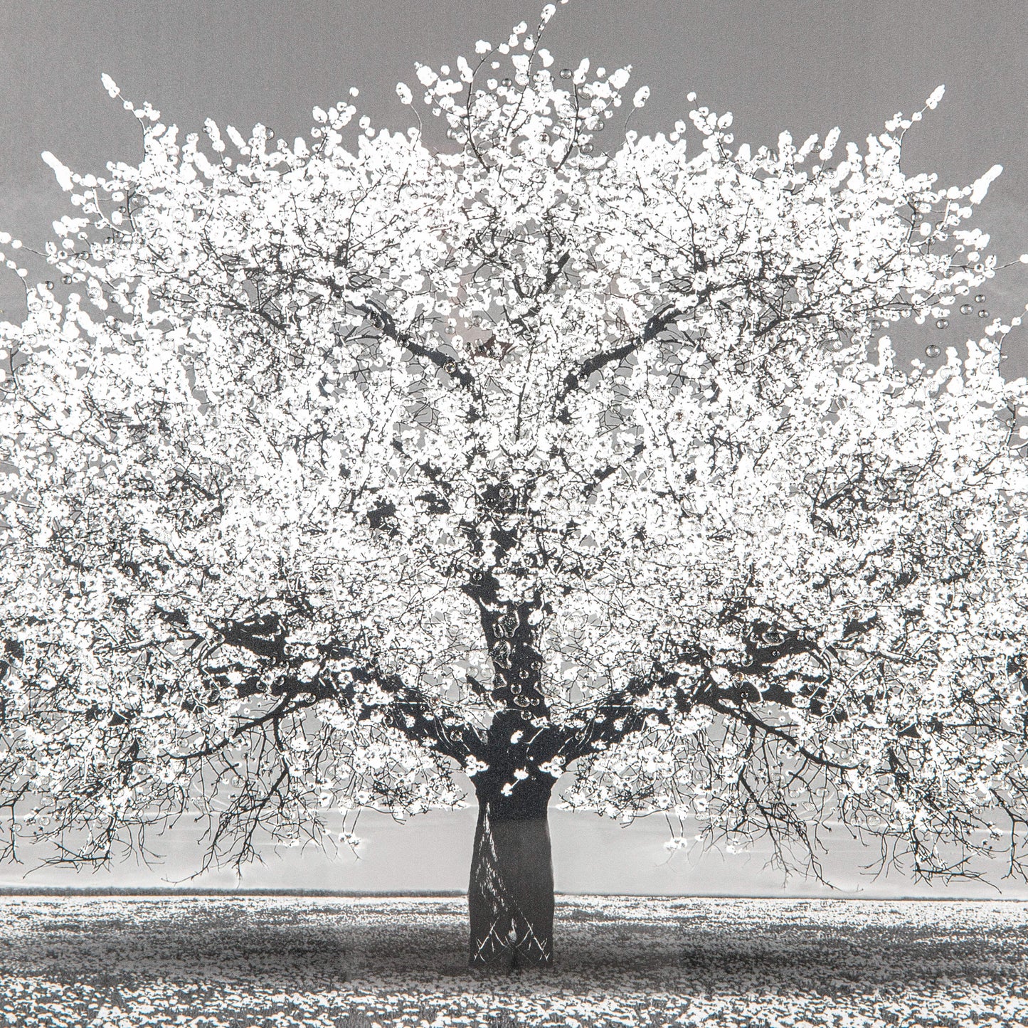 Pictures  -  Shh White Cherry Tree Framed Picture 114 X 74  -  50153802