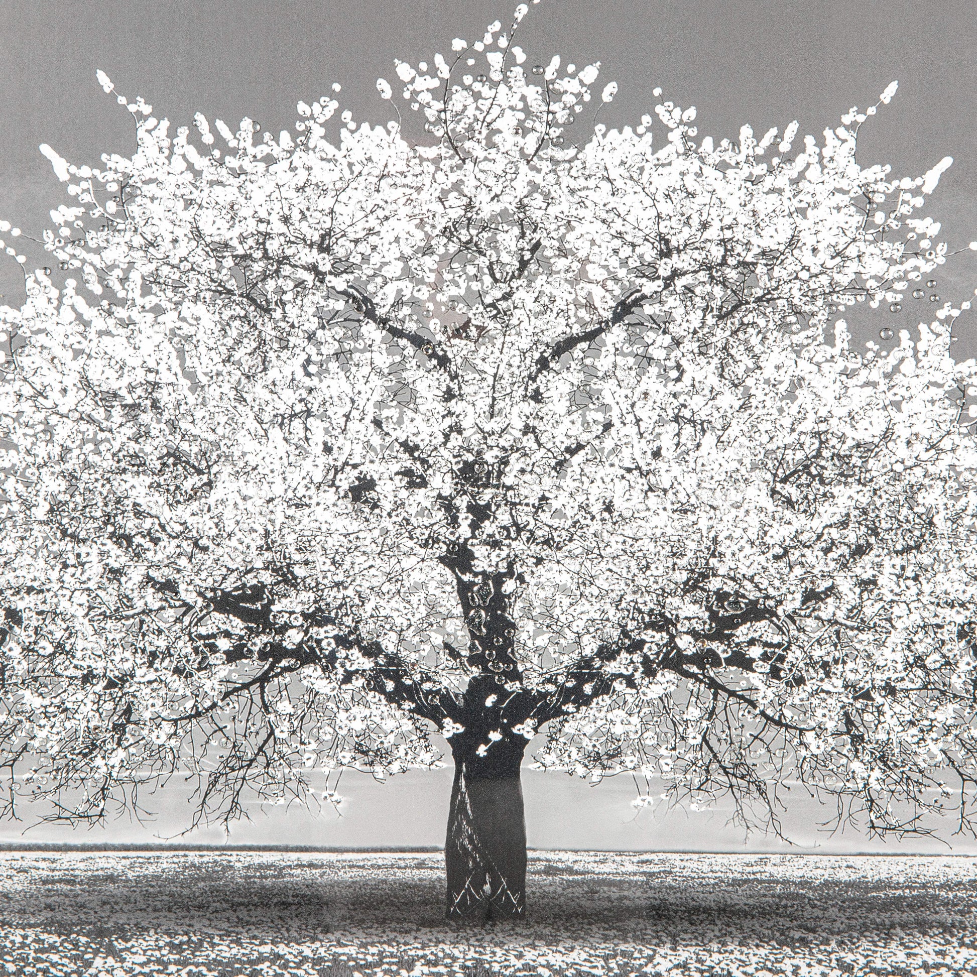 Pictures  -  Shh White Cherry Tree Framed Picture 114 X 74  -  50153802