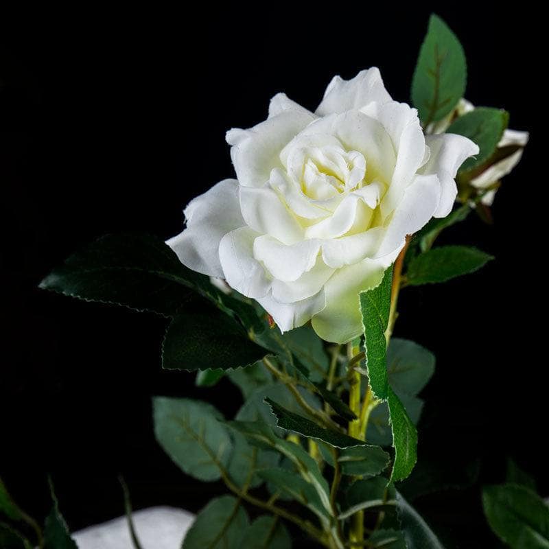 Gardening  -  Smart Garden White Regent's Roses Artificial Plant  -  60006419