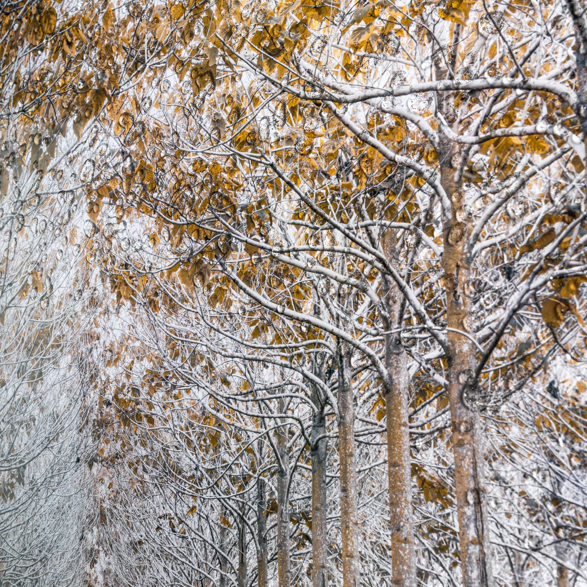 Pictures  -  White & Gold Autumn Forest Wall Art  -  50143977