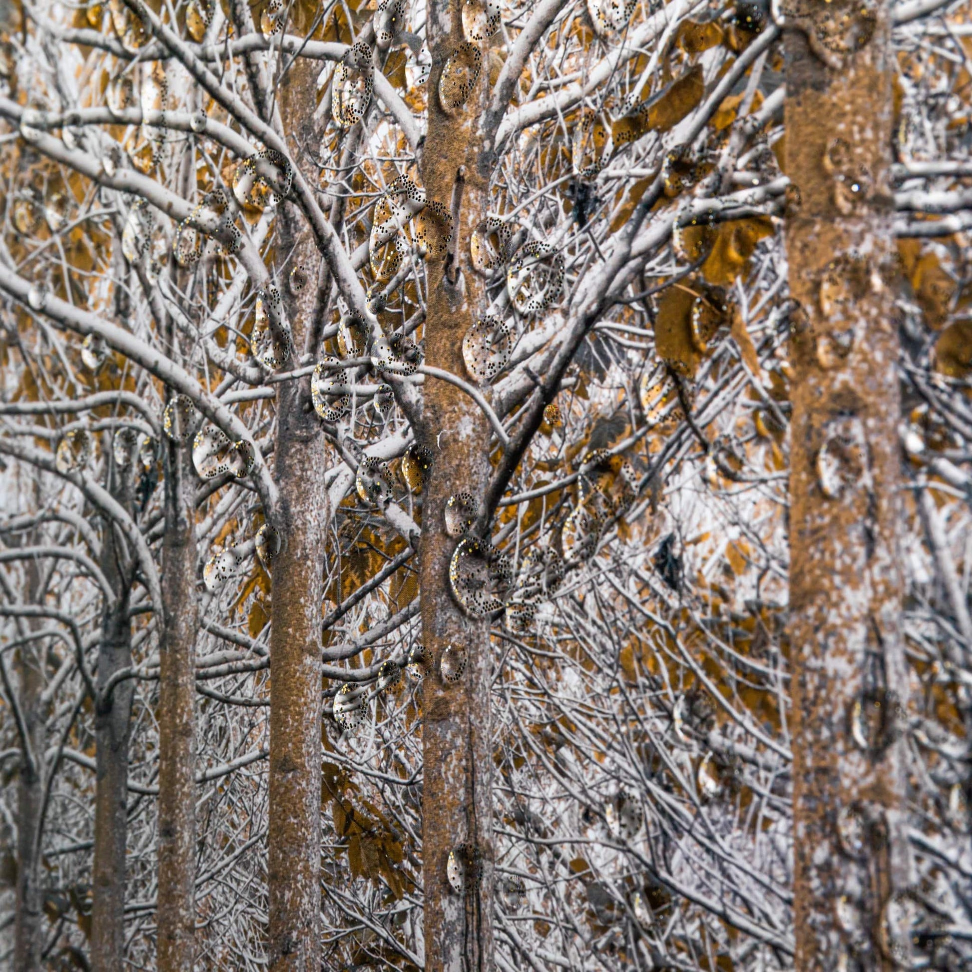 Pictures  -  White & Gold Autumn Forest Wall Art  -  50143977