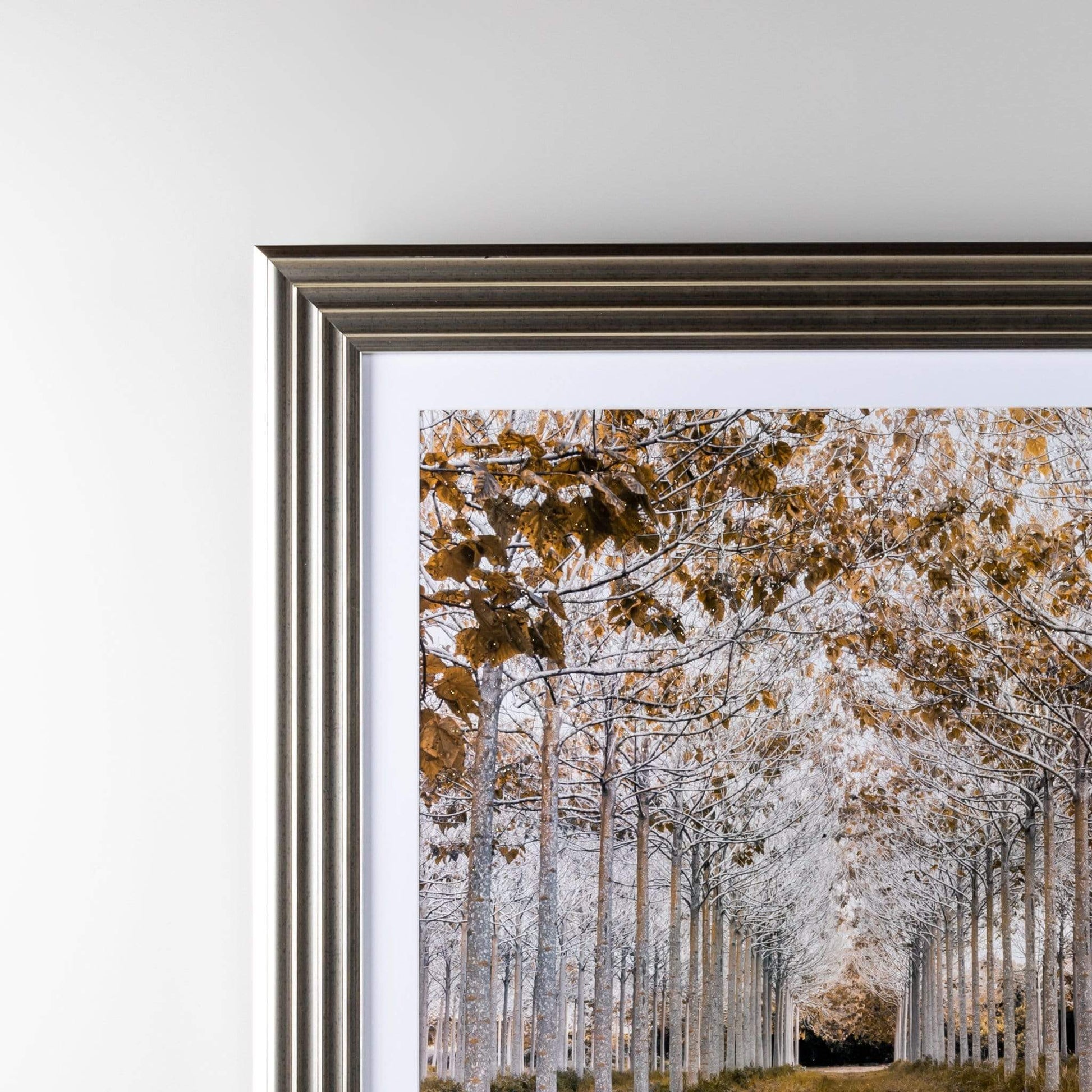Pictures  -  White & Gold Autumn Forest Wall Art  -  50143977